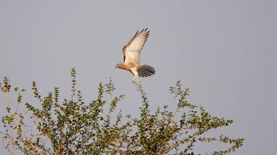 DSC02209BOT18.JPG