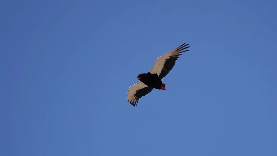 DSC03220kBOT23.JPG