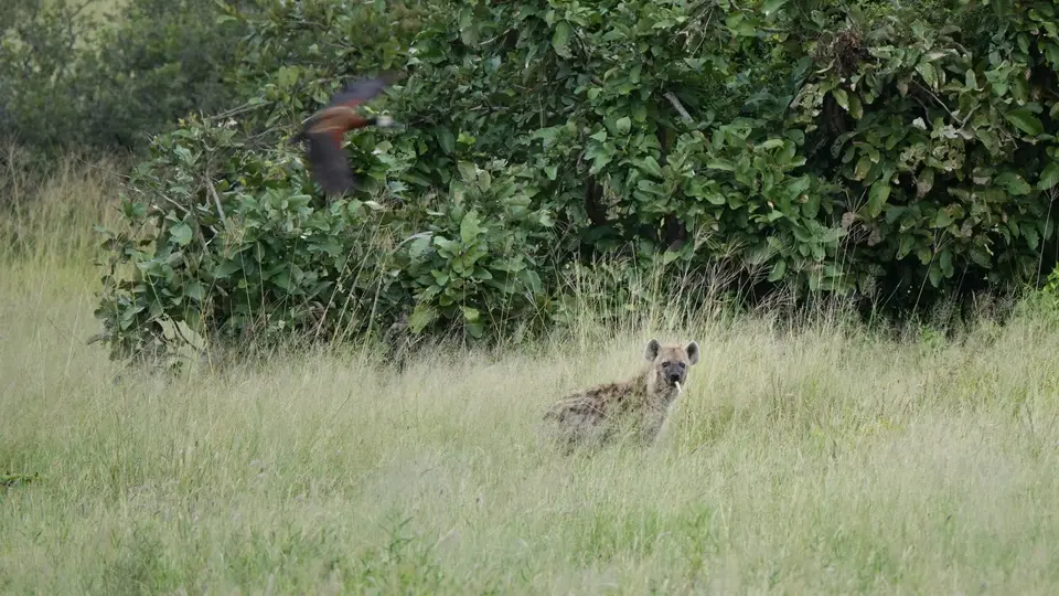 DSC04419BOT26k.jpg
