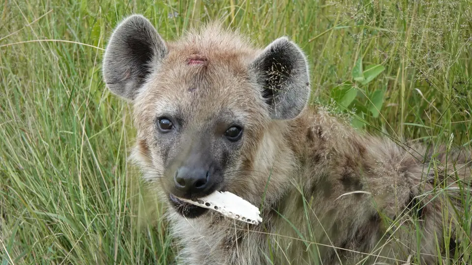 DSC04487BOT26k.jpg
