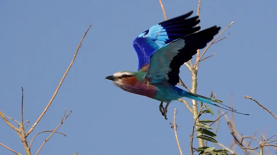 DSC04578kBOT23.JPG