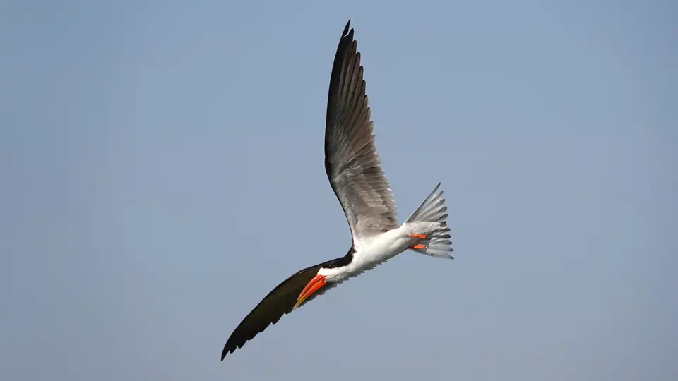 DSC04727ak.JPG