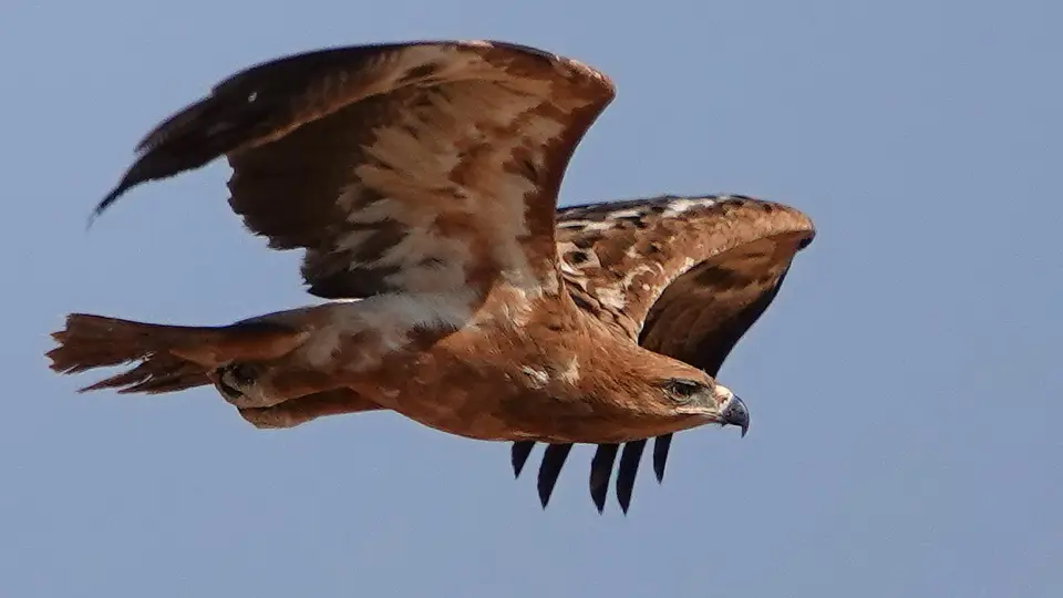 DSC04759ak.JPG