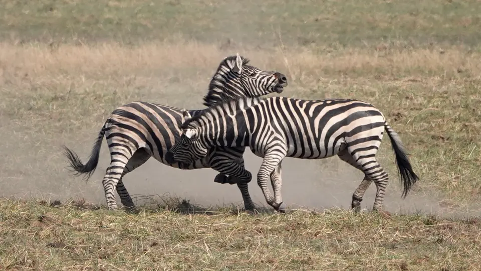 DSC04978kBOT23.JPG