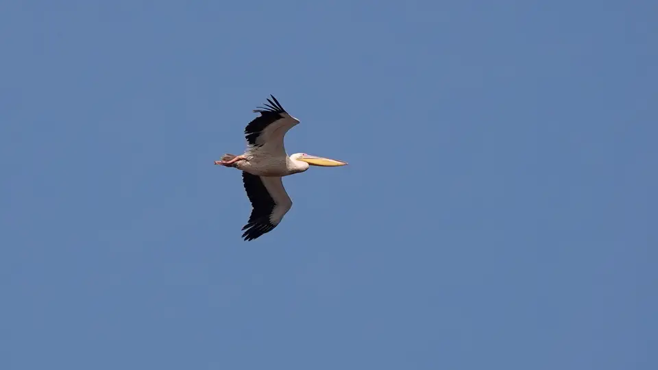 DSC05021kBOT23.JPG
