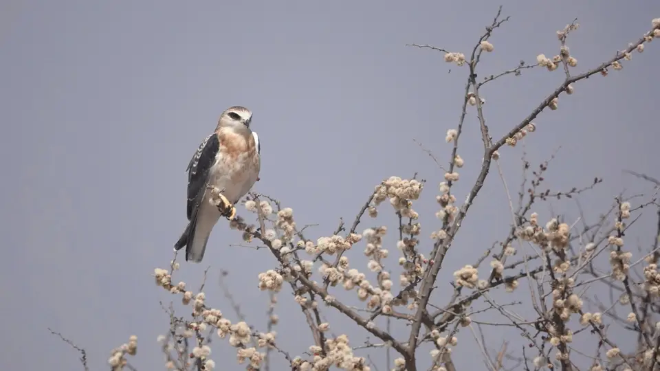 DSC05317ak.JPG