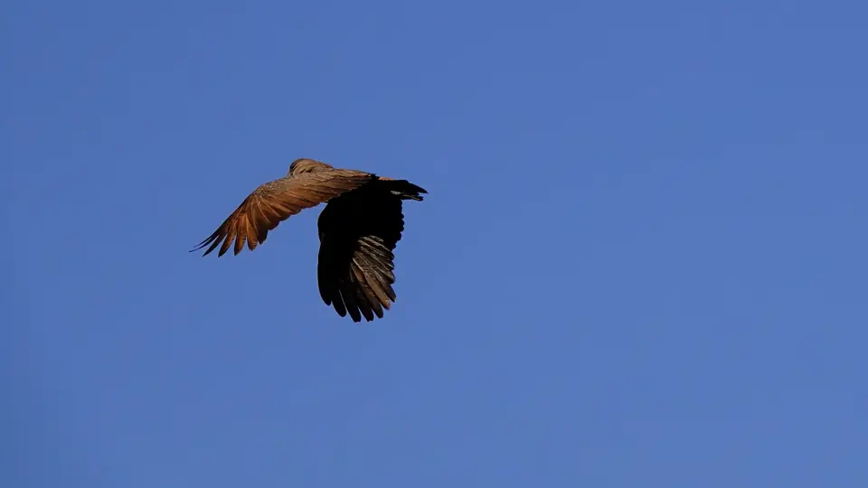DSC07982BOT18.JPG