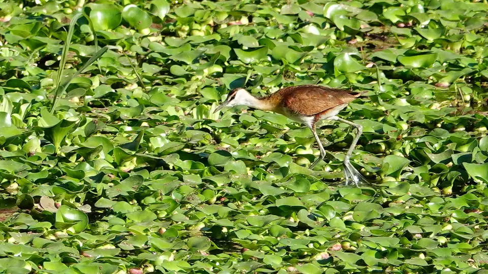 DSC08012BOT18.JPG
