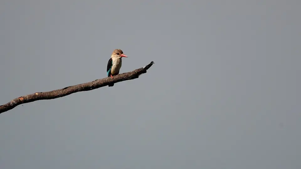 DSC08048BOT18.JPG