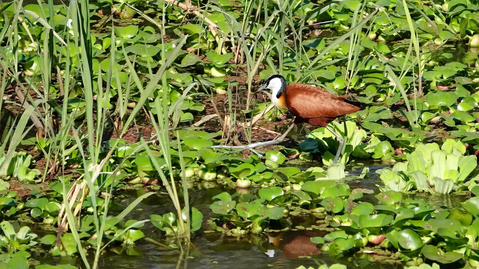 DSC08064BOT18.JPG
