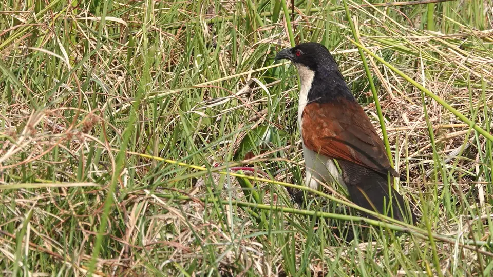 DSC08220hk.JPG