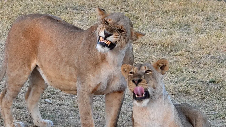 DSC08422dak.JPG