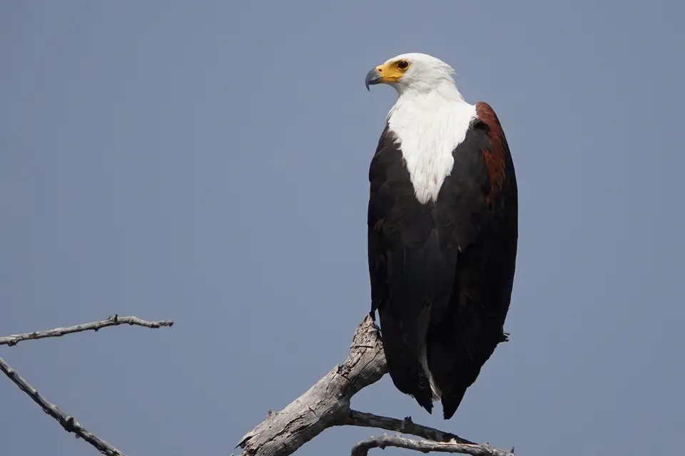 DSC08448ak.JPG