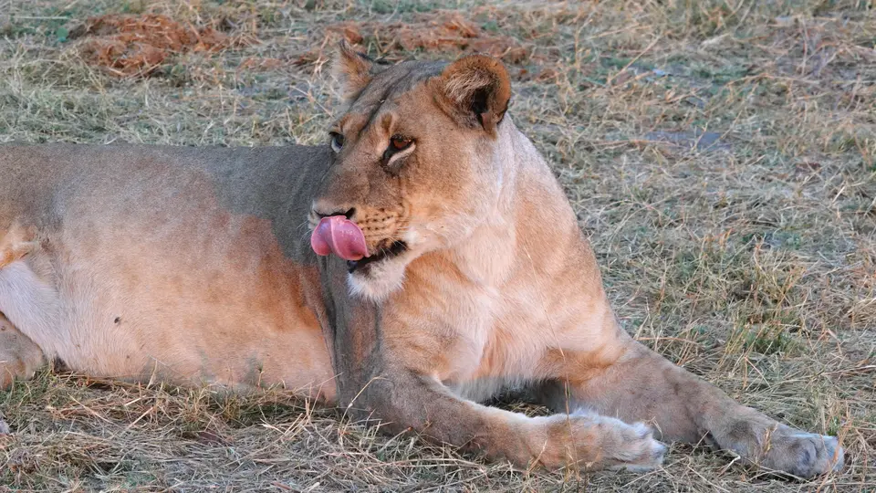 DSC08498ak.JPG