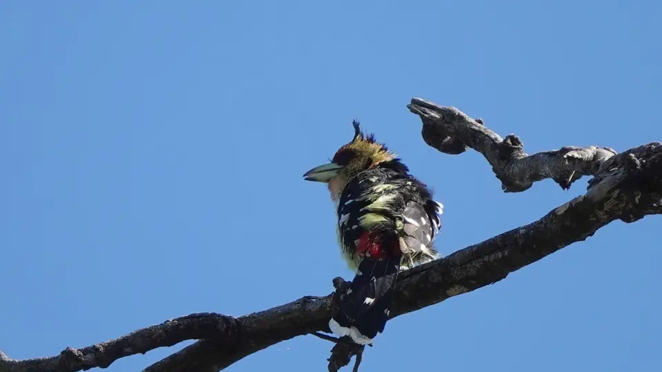 DSC08532BOT26k.jpg