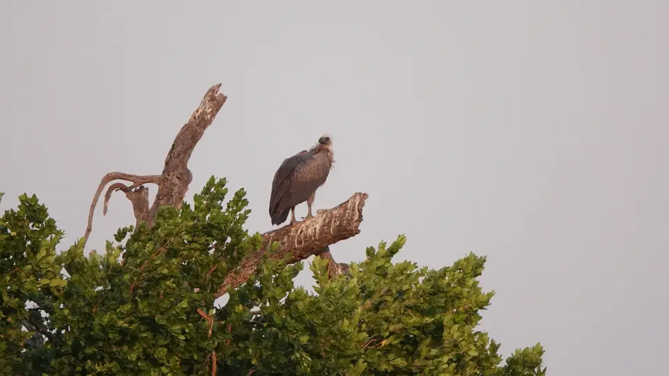 DSC09511ZAM25k.jpg