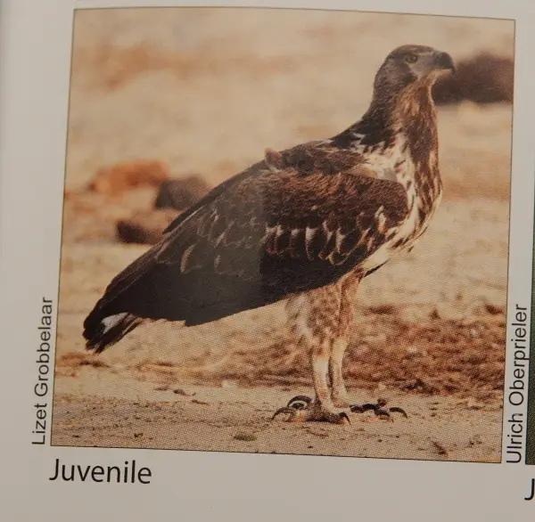 FishEagle1sk.JPG