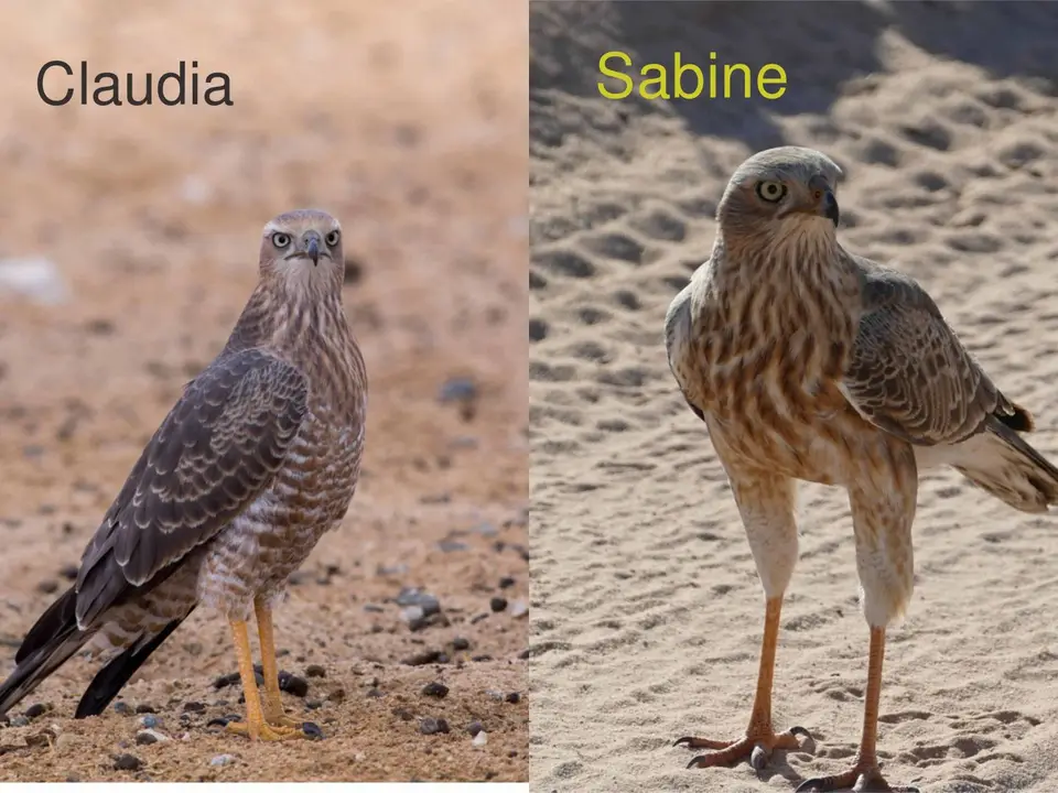 Goshawks.jpg