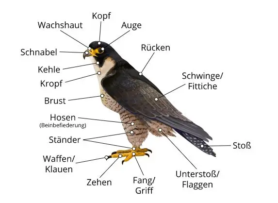 Greif.JPG