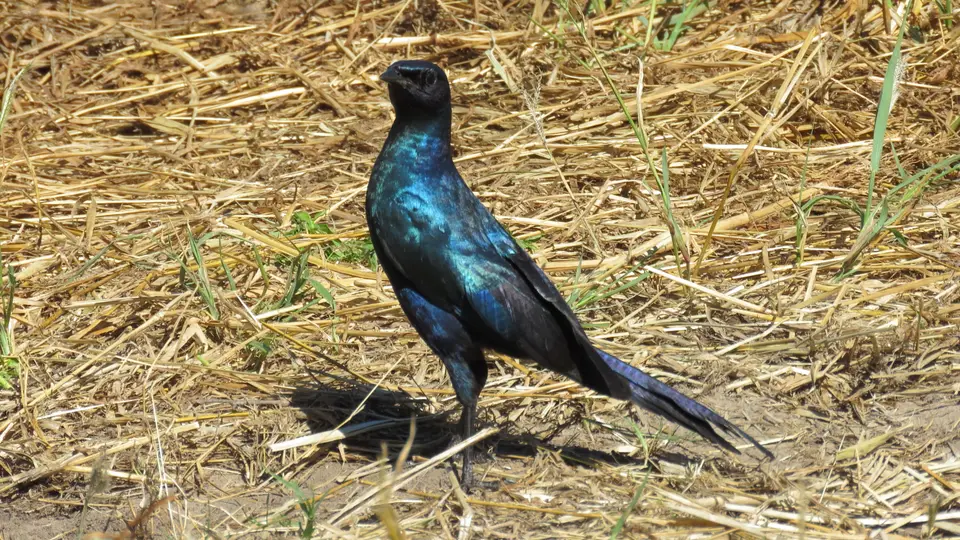 IMG_0937.JPG