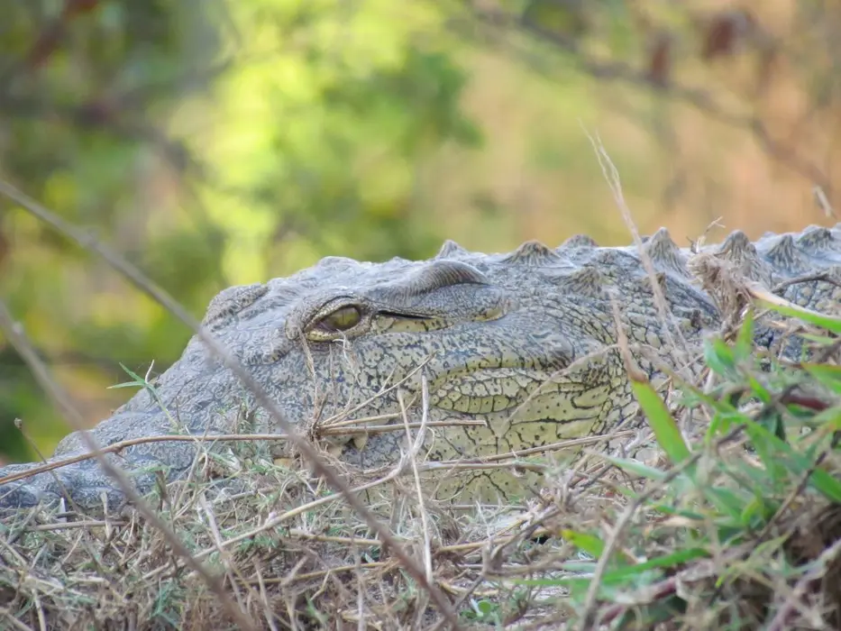 VCroc.jpg