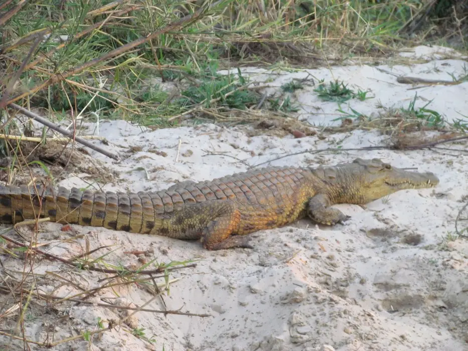 VCroc2.jpg