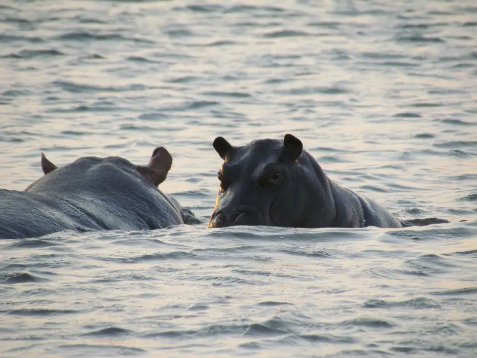 VHippo4.jpg