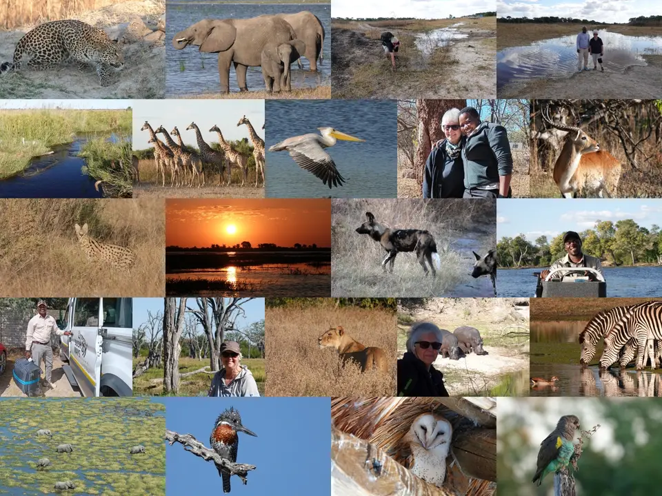 collageBOT25k.jpg