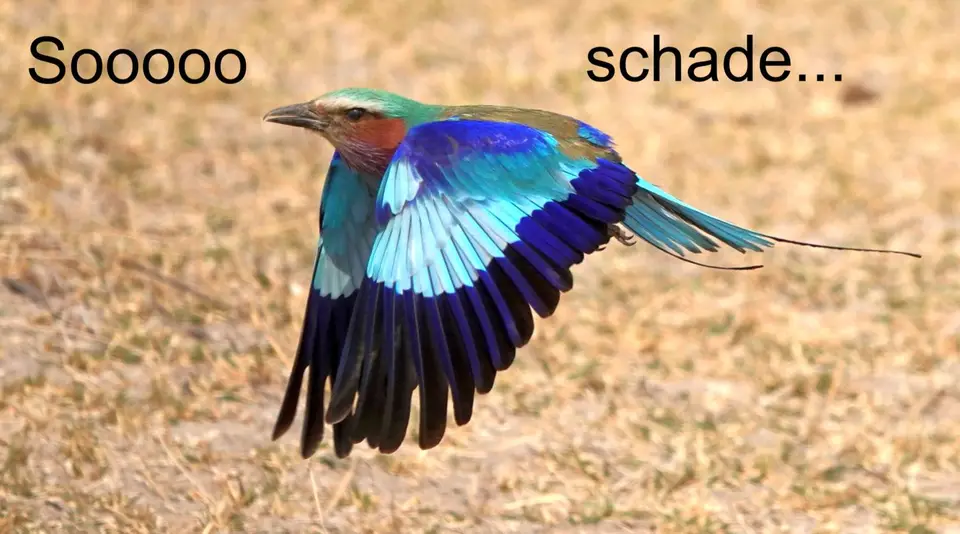 collagea.jpg