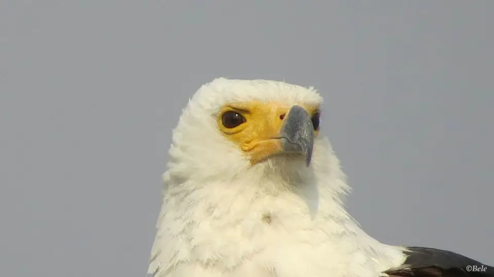 h40ebe9f.jpg