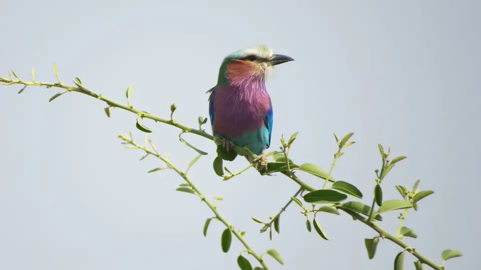 h45958ce.jpg