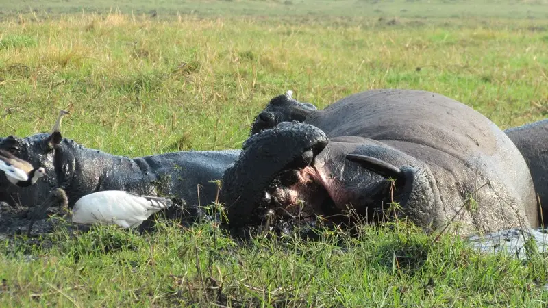 h6c6b5a6.jpg