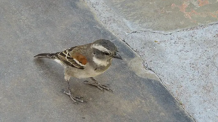 hc3661fa.jpg