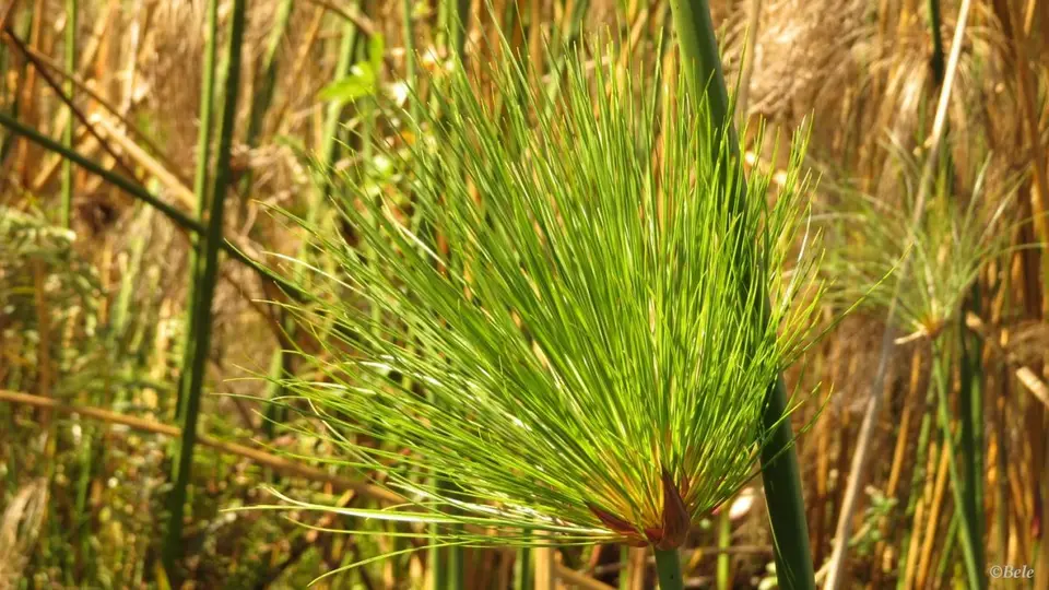 hf773899.jpg
