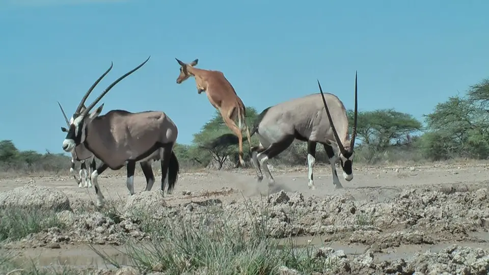Impala1.jpg