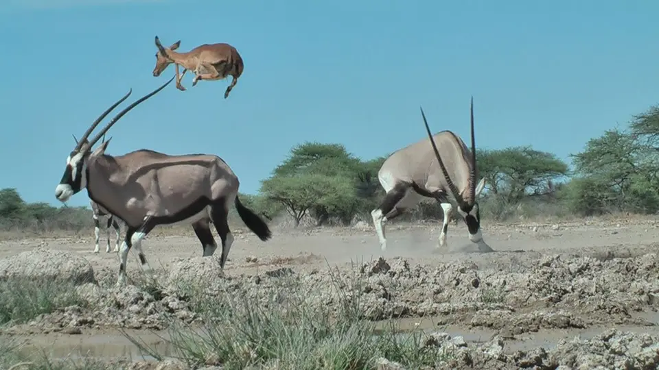 Impala2.jpg