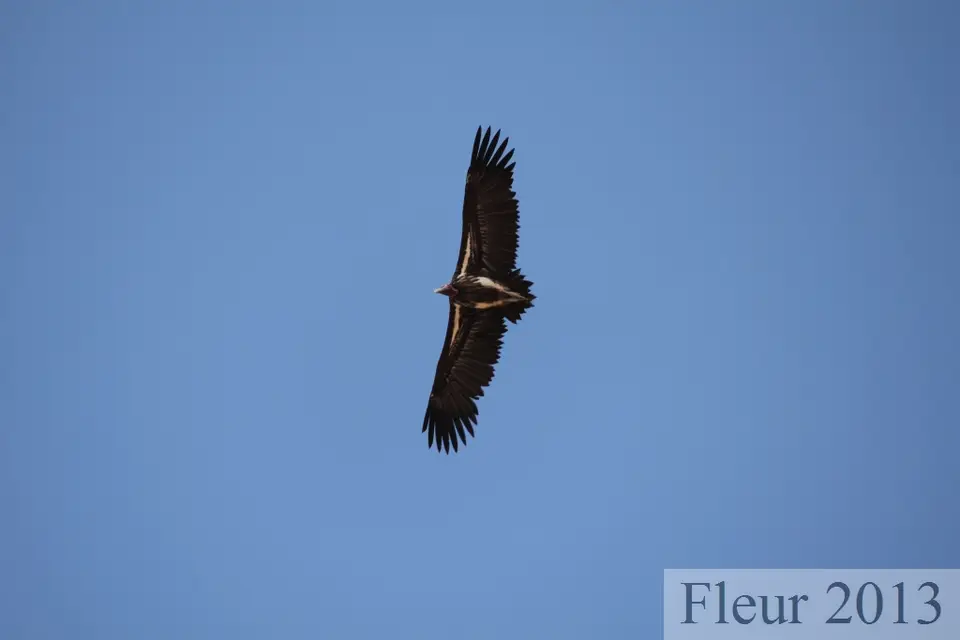 IMG_3161.JPG