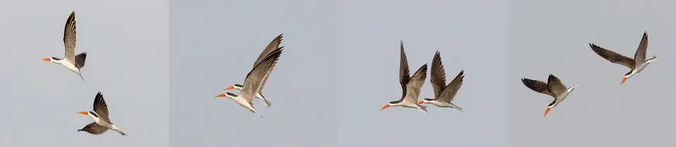 20181025-081624-Skimmer-Synchron.jpg