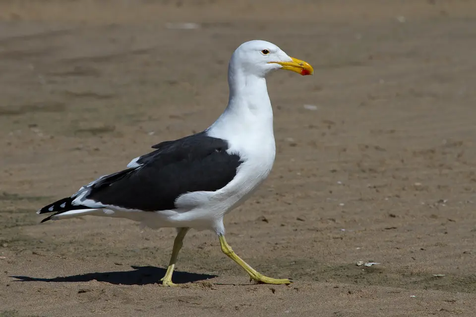 h717f923.jpg