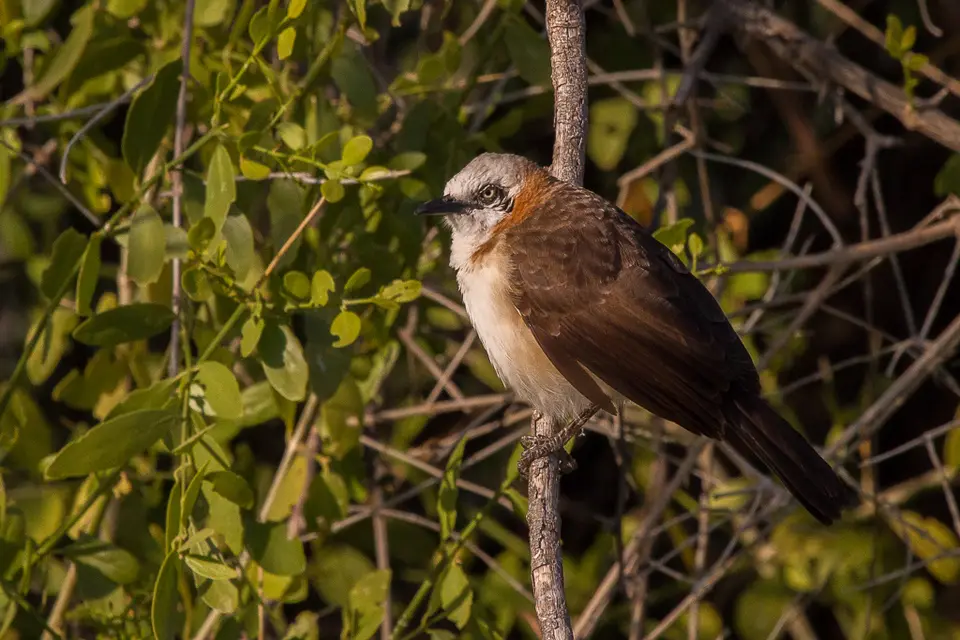 h7620a83.jpg