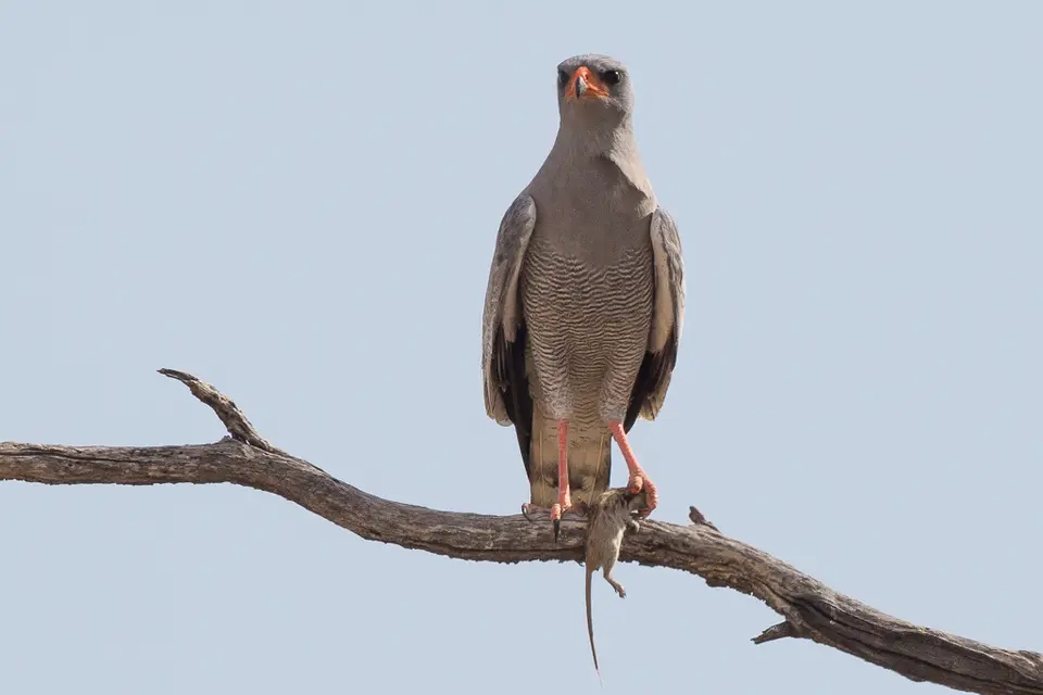 ha589425.jpg
