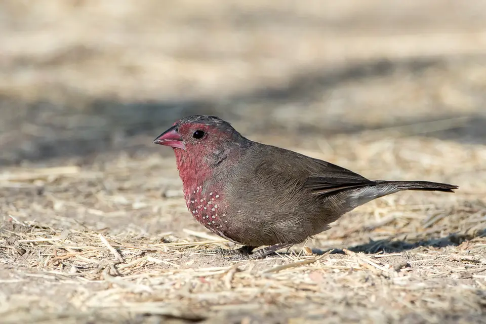 hb8684c6.jpg