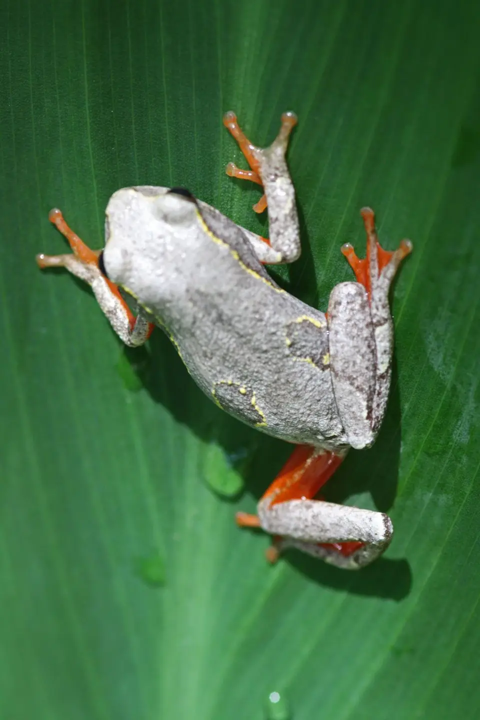 Frosch.jpg