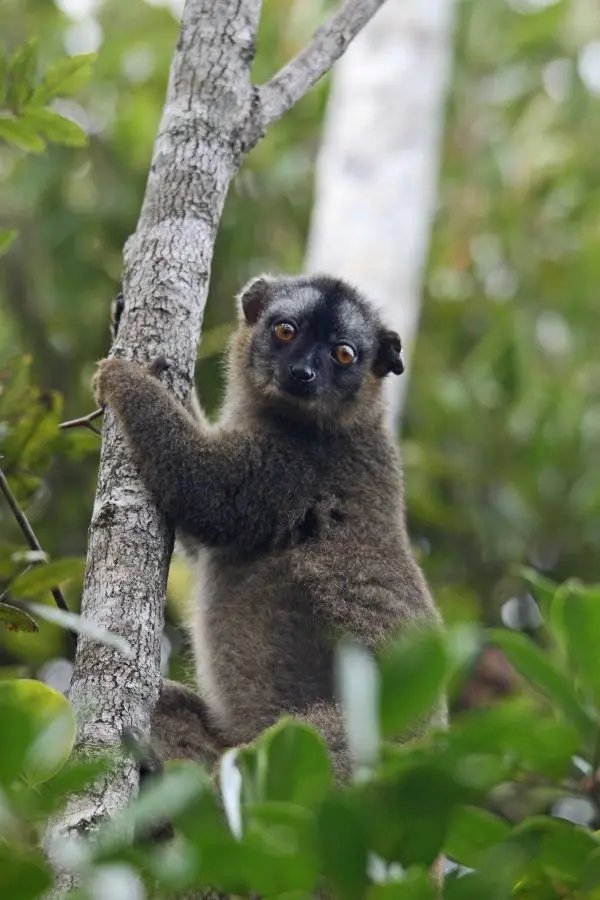 Rano-Lemur1.jpg