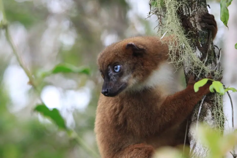 Rano-Lemur3.jpg