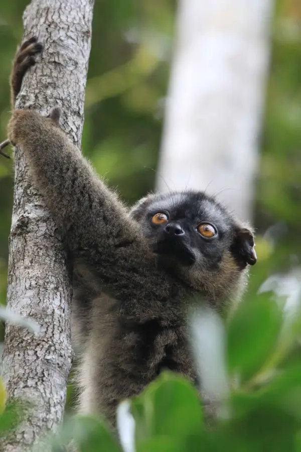 Rano-Lemur4.jpg