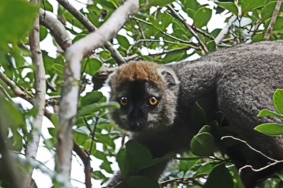Rano-Lemur5.jpg