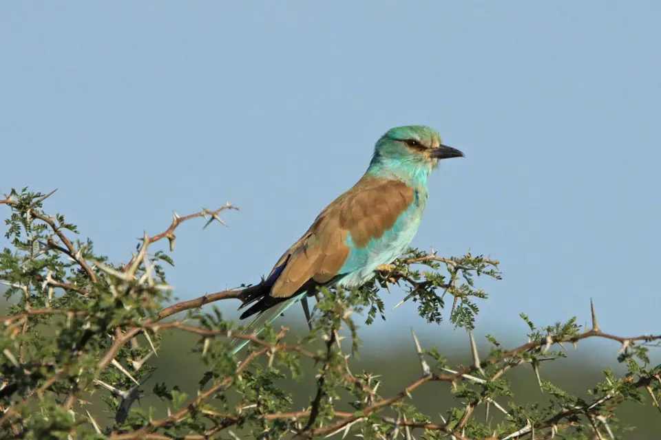 h717d75e.jpg