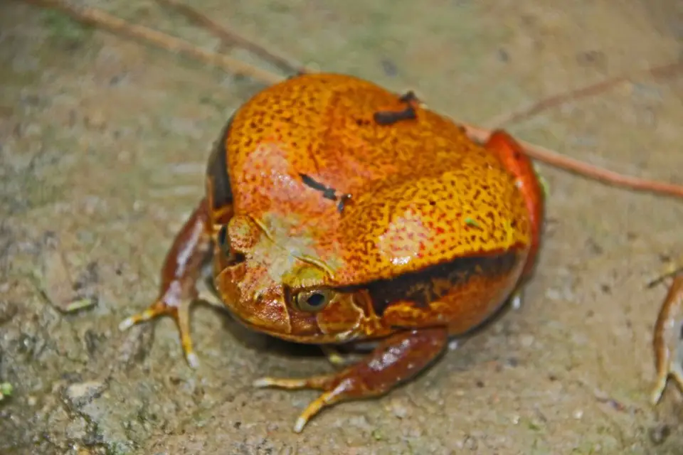 ha56608a.jpg