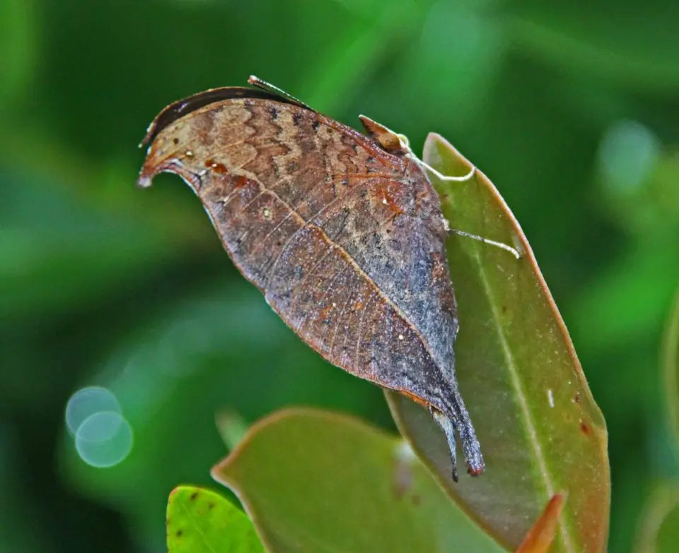 hd887115.jpg